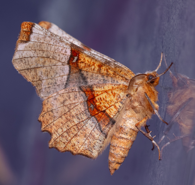 Selenia lunularia - egyfoltos holdasaraszoló