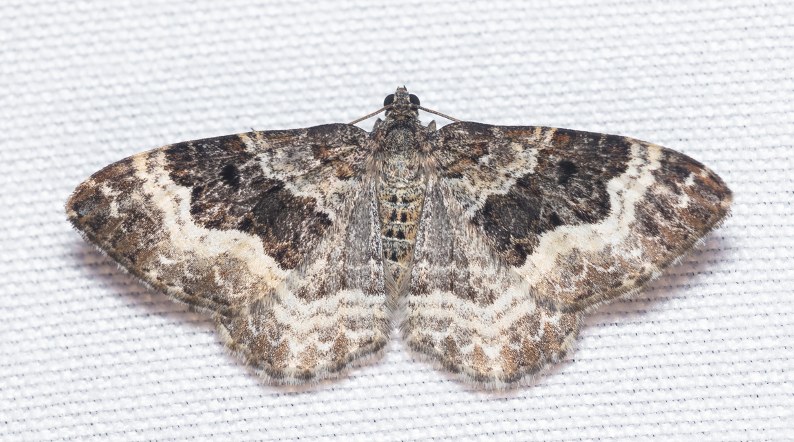 Epirrhoe alternata - galaj-tarkaaraszoló