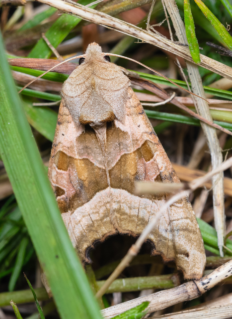 Phlogophora meticulosa - vándorló csipkésbagoly