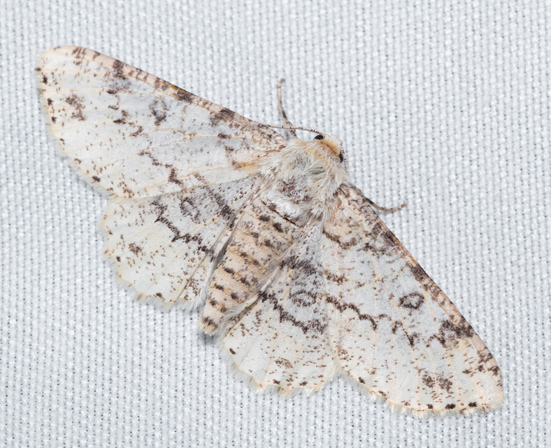 Ascotis selenaria - holdas faaraszoló