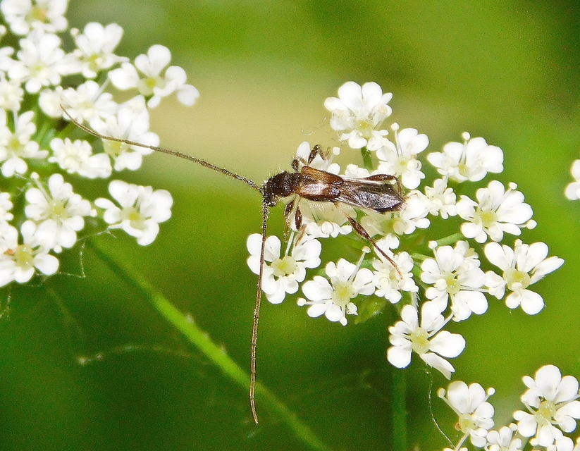 Molorchus umbellatarum - foltoslábú légycincér