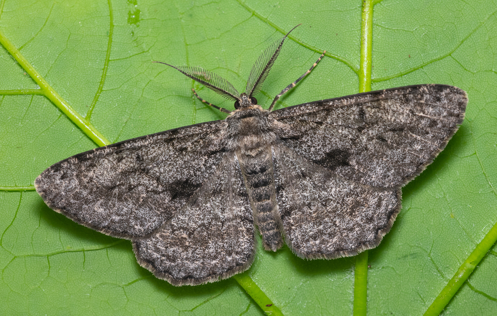 Hypomecis roboraria - nagy tölgyfaaraszoló