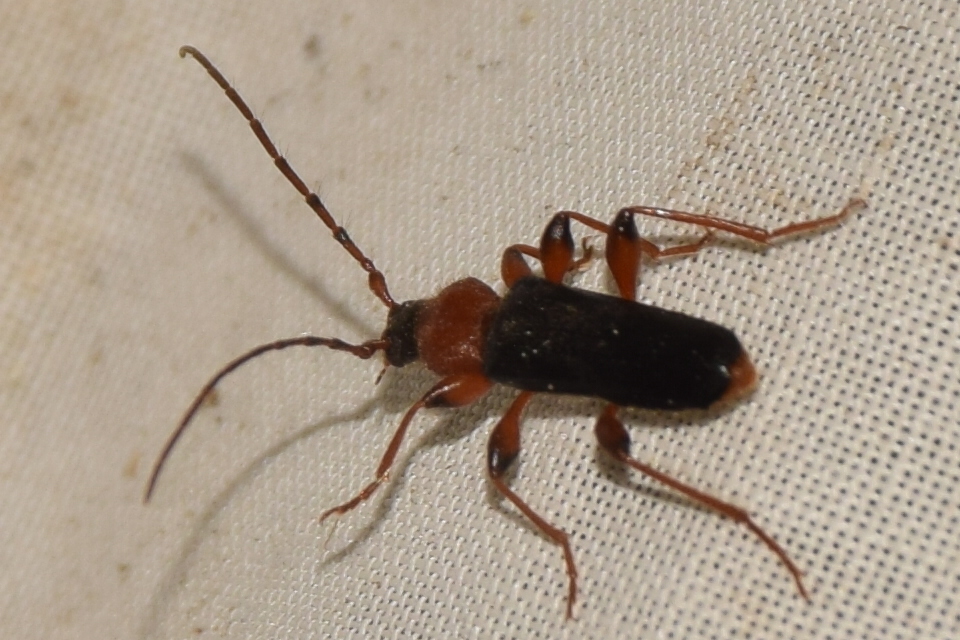 Phymatodes testaceus - változékony korongcincér Phymatodes testaceus - változékony korongcincér