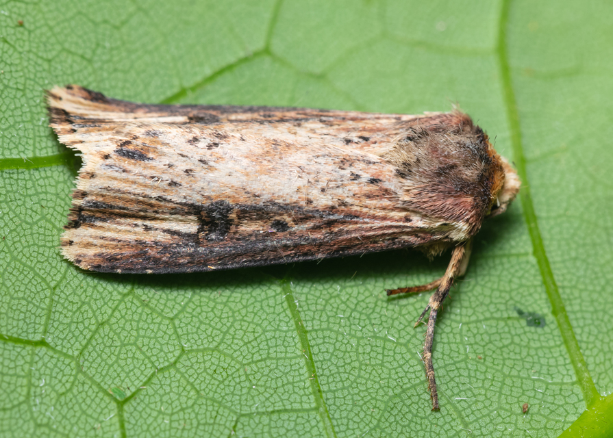 Axylia putris - vonalkás földibagoly