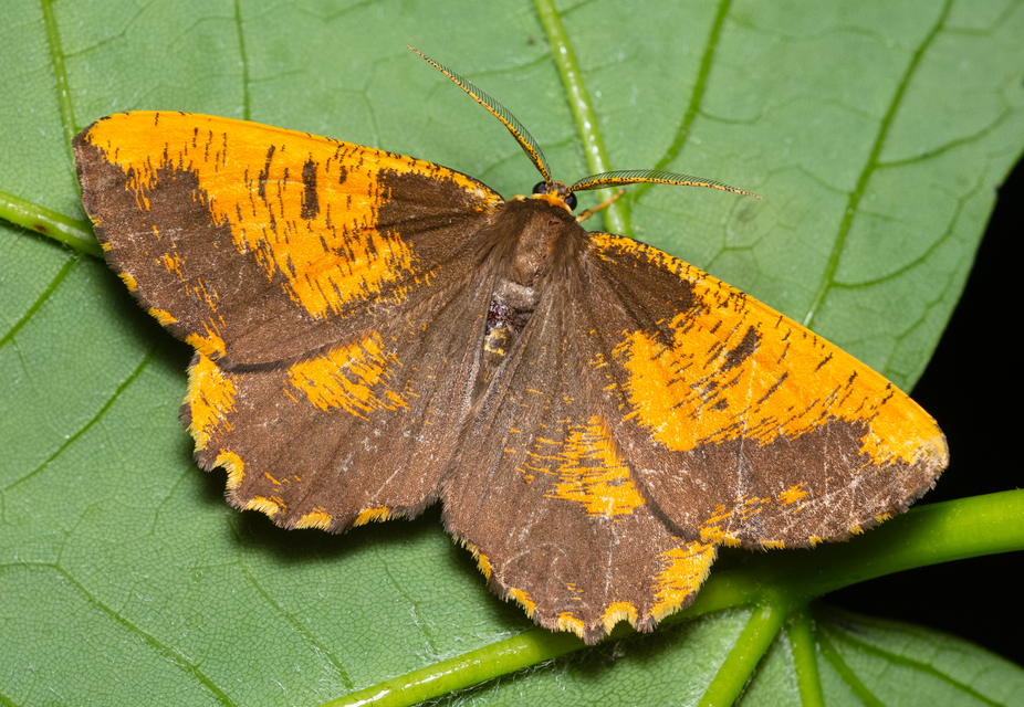 Angerona prunaria - sárga kökényaraszoló