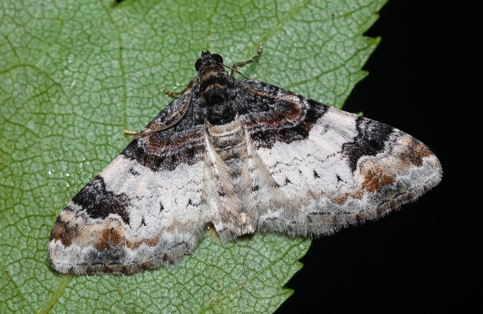 Catarhoe cuculata - csuklyás tarkaaraszoló