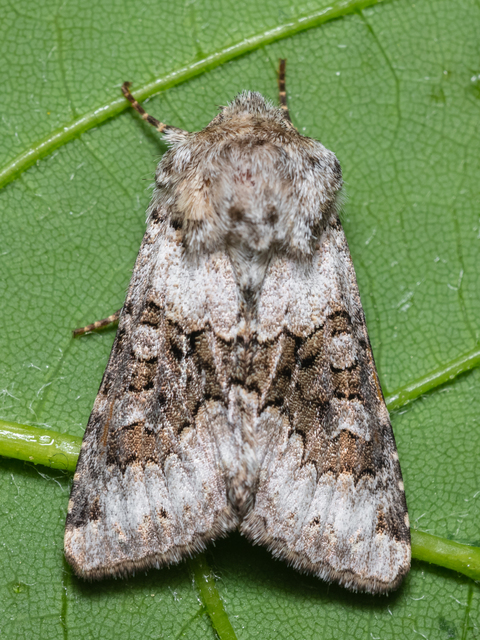 Hecatera bicolorata - világos kertibagoly