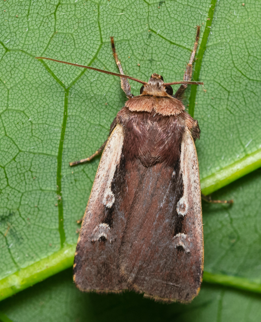 Ochropleura plecta - fehérszegélyű fűbagoly