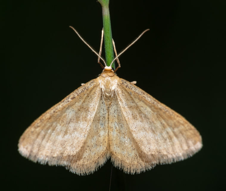 Idaea pallidata - sápadt apróaraszoló