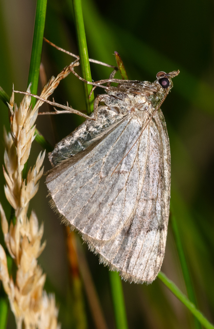 Chloroclysta siterata - salátazöld araszoló