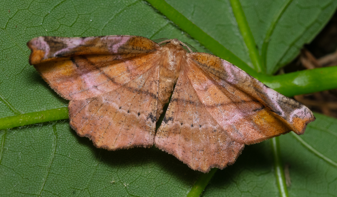 Apeira syringaria - orgona-araszoló
