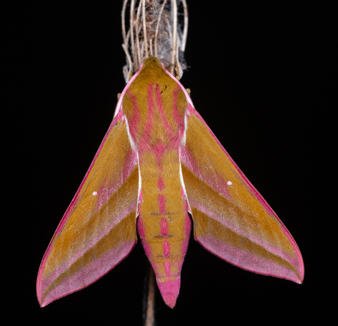 Deilephila elpenor - szőlőszender