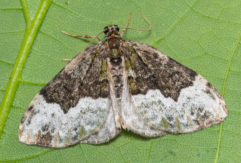Euphyia biangulata - szegletes tarkaaraszoló