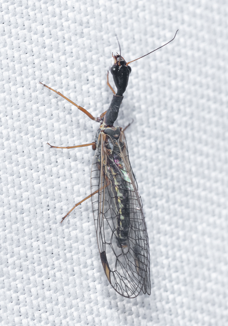 Raphidioptera - Tevenyakú-fátyolkák