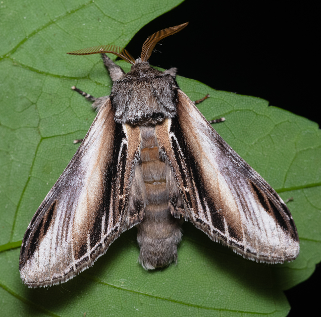 Pheosia tremula - nyárfa-púposszövő