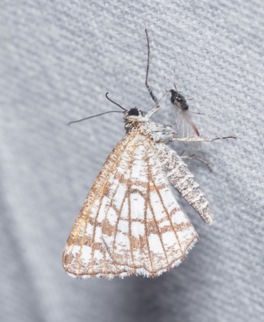 Chiasmia clathrata - rácsos rétiaraszoló