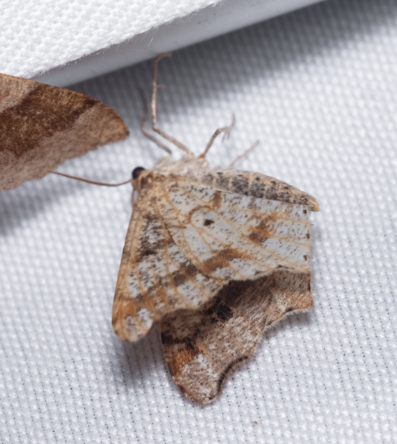 Macaria alternata - közönséges szürkearaszoló