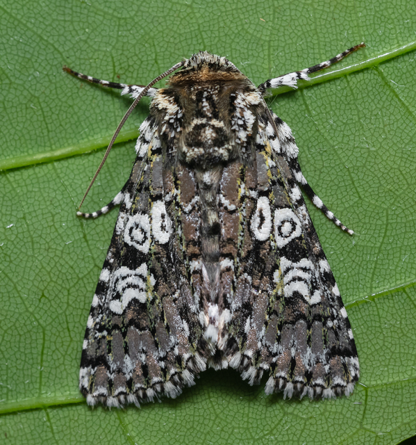 Lamprosticta culta - hármasfoltú bagoly