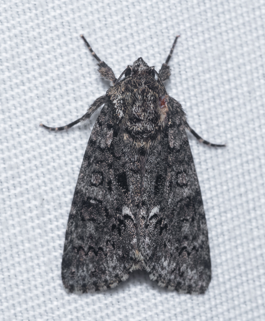 Acronicta rumicis - sóska-szigonyosbagoly