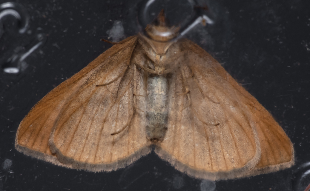Scotopteryx mucronata/luridata/ignorata
