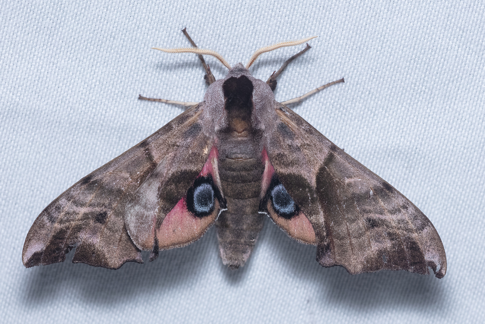 Smerinthus ocellatus - esti pávaszem