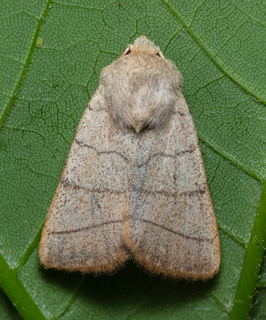 Charanyca trigrammica - háromsávos lombbagoly