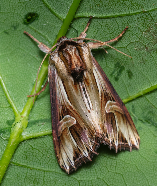 Actinotia polyodon - nagy sugarasbagoly