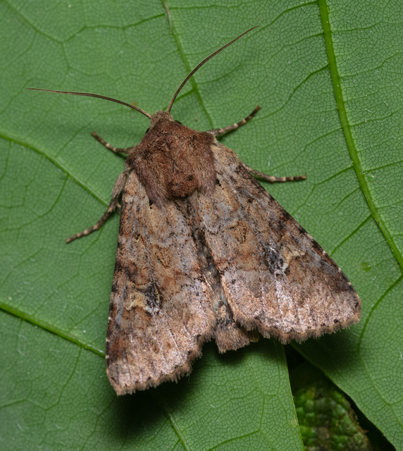Apamea sordens - kalászrágó dudvabagoly