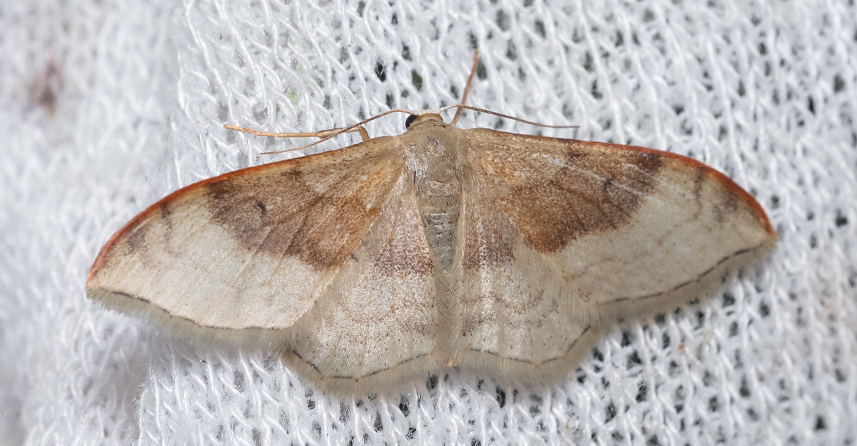 Idaea degeneraria - barnasávos araszoló