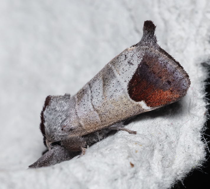 Clostera curtula - rövidszárnyú levélszövő