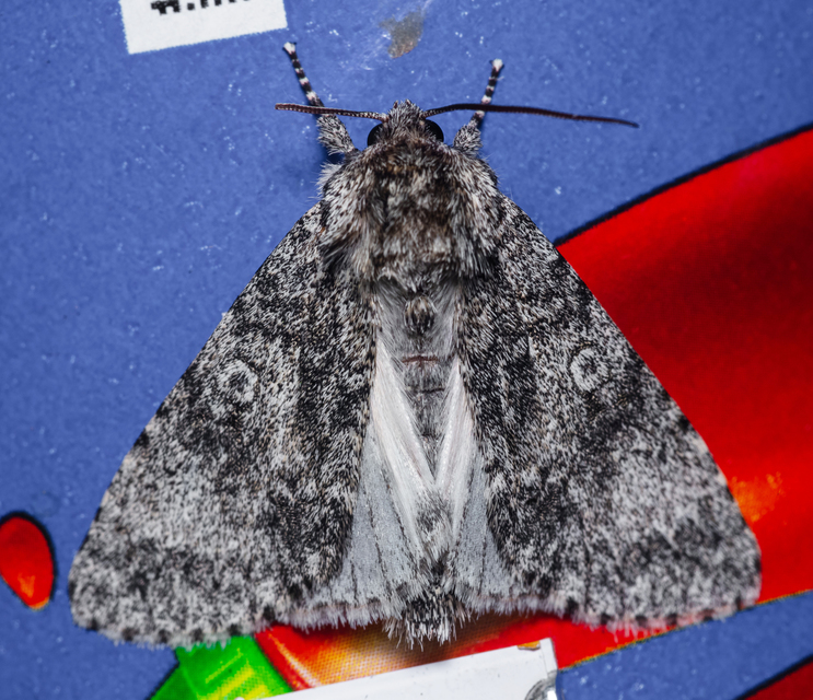 Acronicta megacephala - nagyfejű szigonyosbagoly