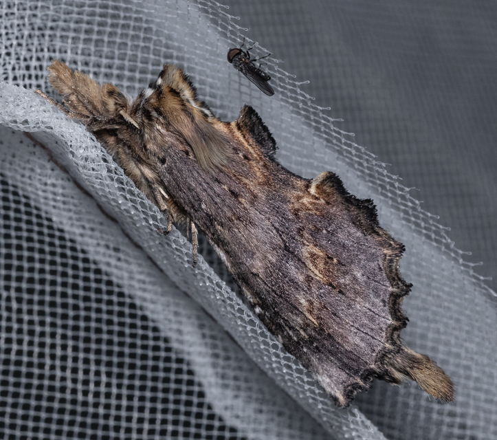 Pterostoma palpina - csőrös púposszövő