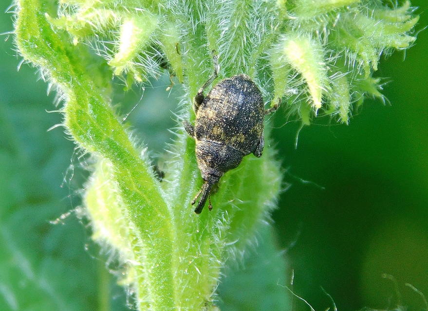 Mogulones abbreviatulus - nagy nadálytő-tarkaormányos
