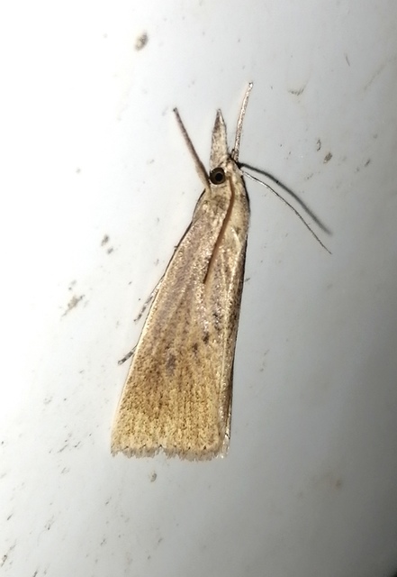 Calamotropha paludella - barna nádlevélmoly