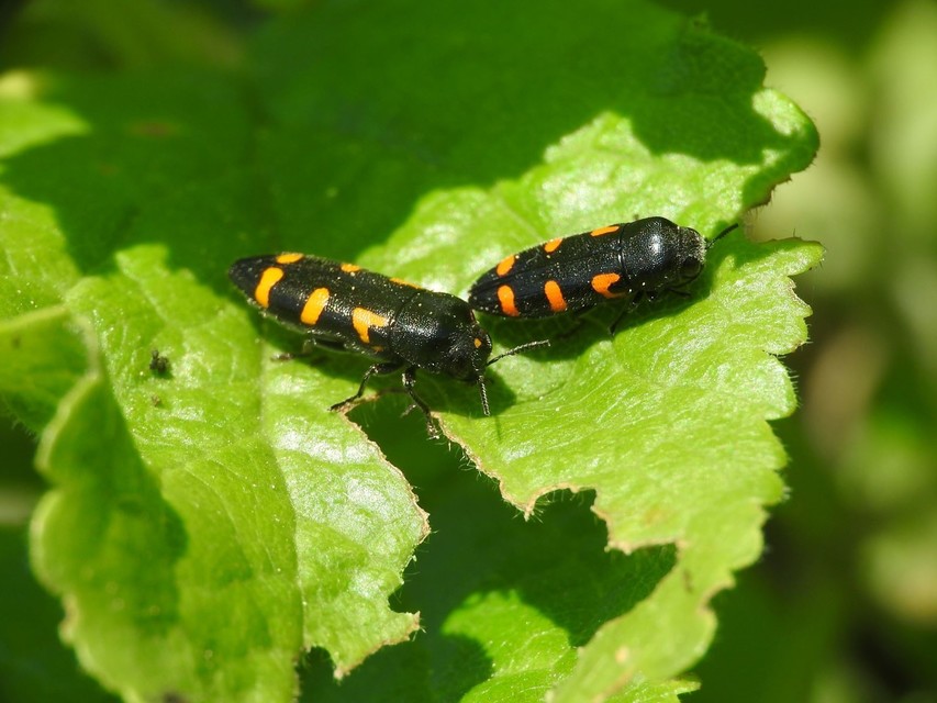 Ptosima undecimmaculata - sárgafoltos díszbogár