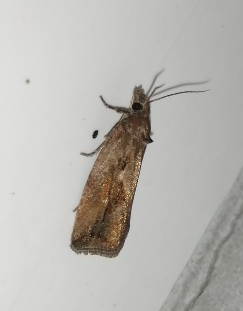 Endothenia quadrimaculana - mocsári tükrösmoly