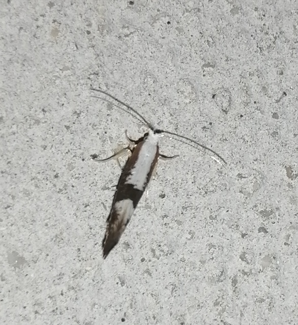 Argyresthia