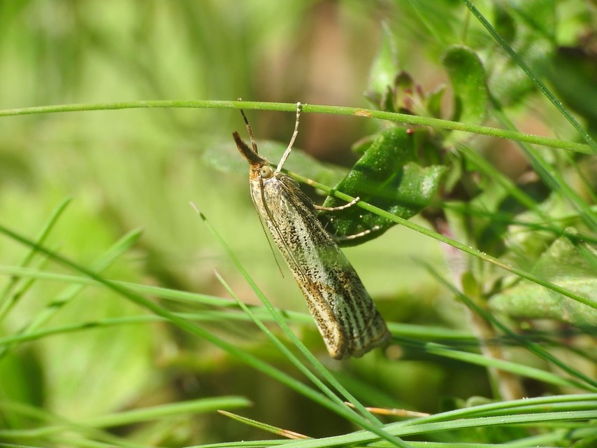 Thisanotia chrysonuchella - tavaszi fűgyökérmoly