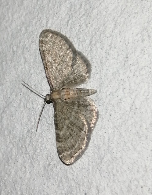 Eupithecia haworthiata - rozsdástestű törpearaszoló