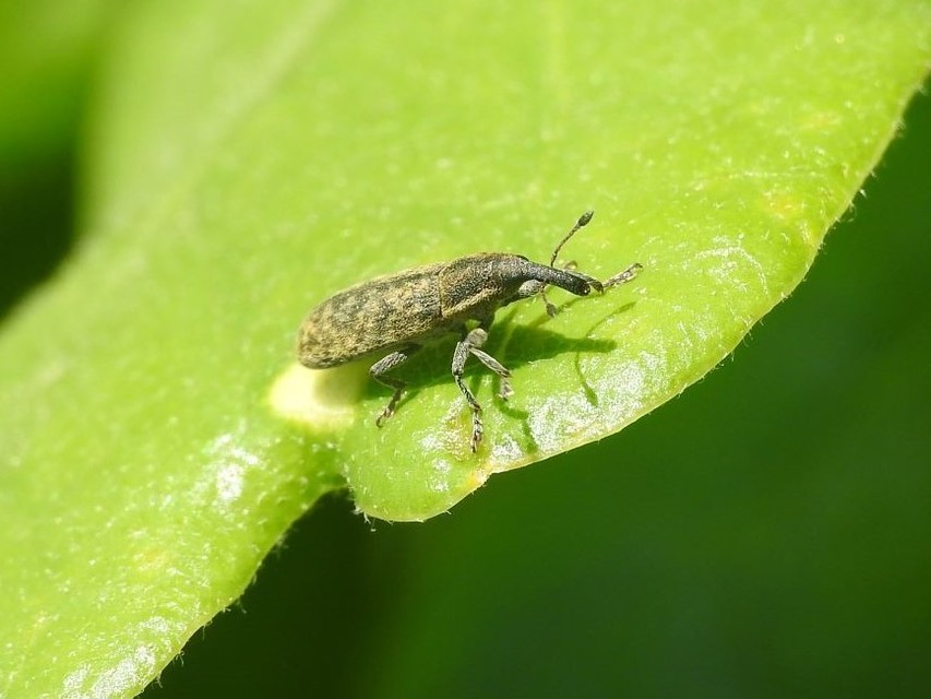 Lixus cardui/filiformis