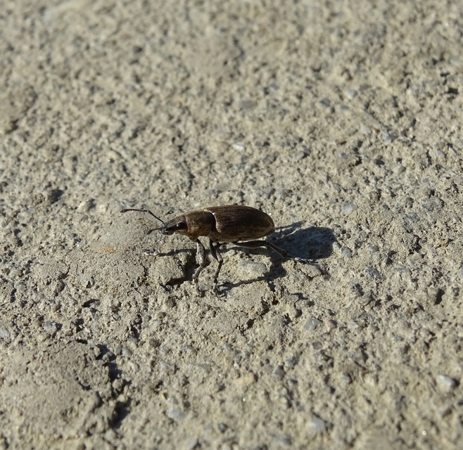 Tanymecus palliatus - közönséges hegyesfarúbarkó