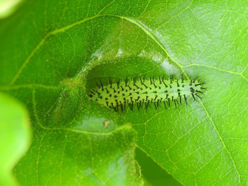 Periclista