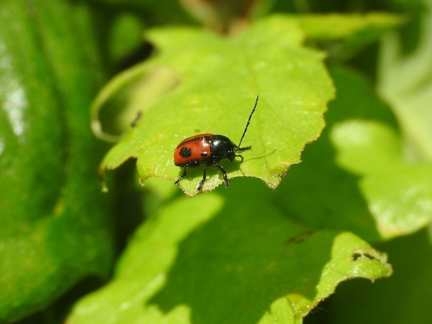 Cryptocephalus bipunctatus - kétpettyes zömökbogár