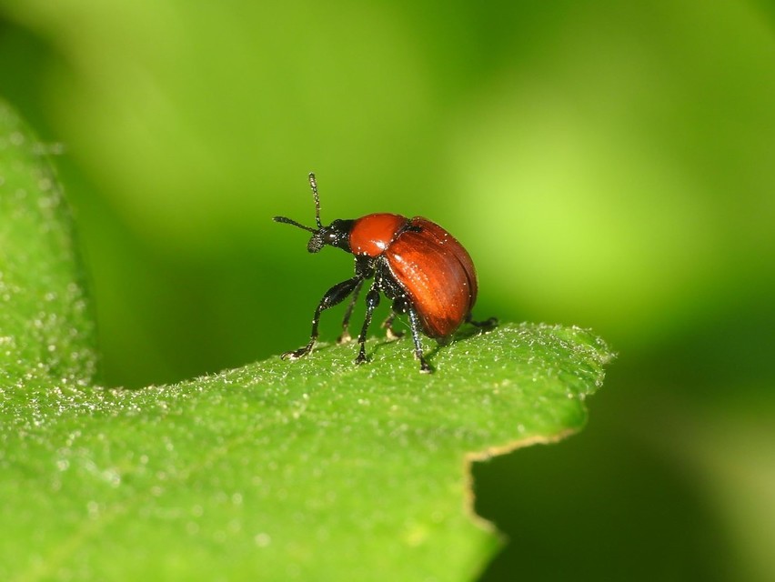 Attelabus nitens - tölgy-levélsodró