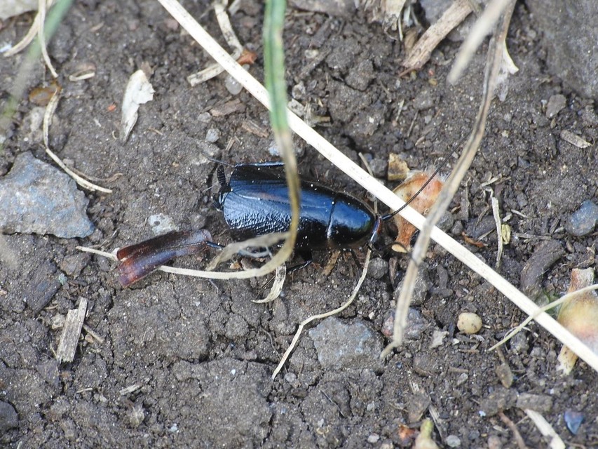Phyllodromica latipennis - szélesszárnyú avarcsótány