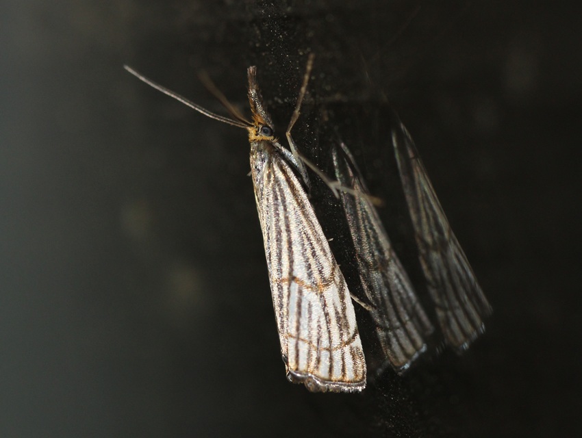Chrysocramboides craterella - rácsos fűgyökérmoly
