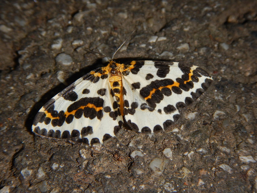 Abraxas grossulariata - köszméte-araszoló