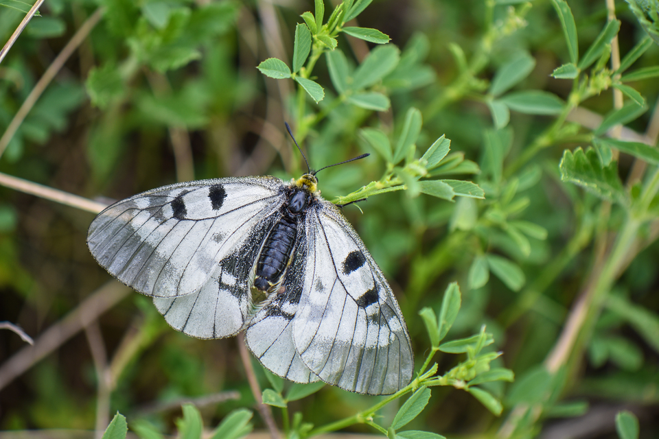 Parnassius mnemosyne - kis apollólepke