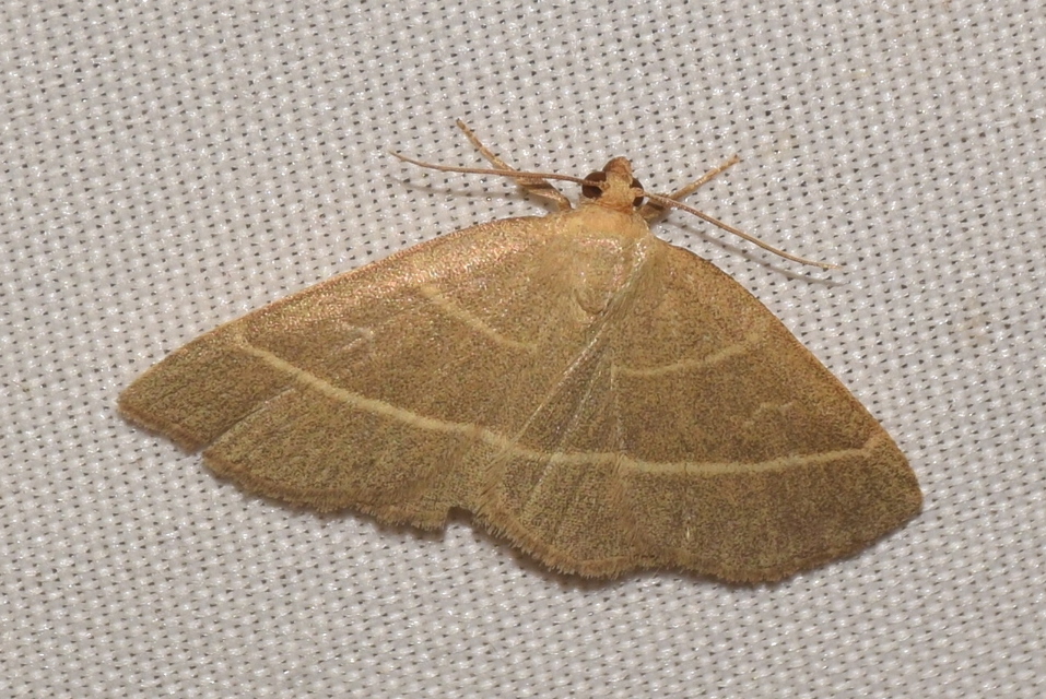 Trisateles emortualis - sárgacsíkos karcsúbagoly