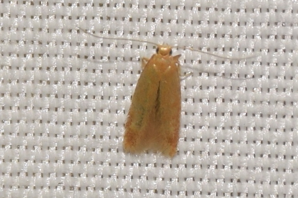 Tischeria
